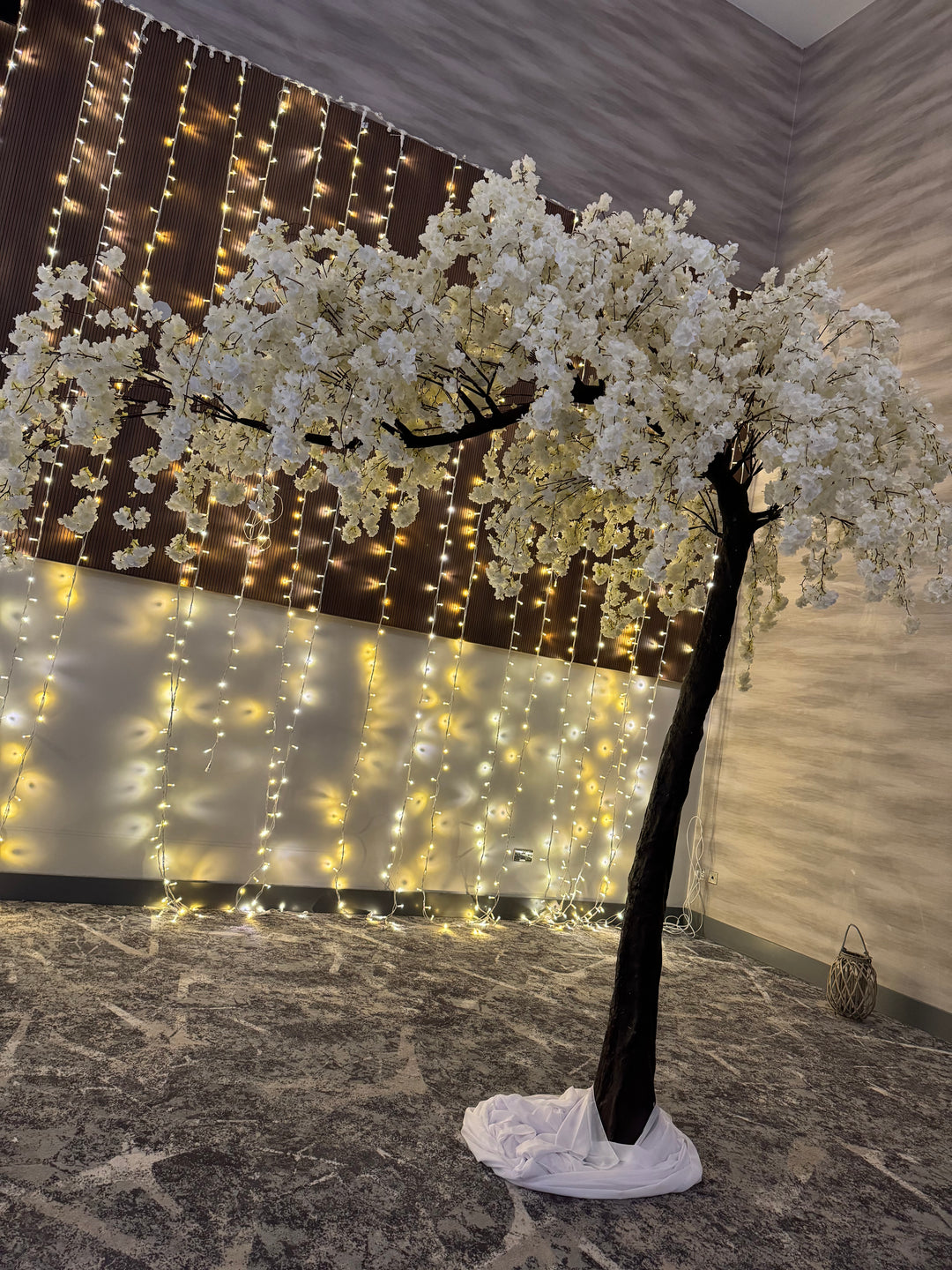 Rental - Tree - 3.1m Canopy Weeping Ivory