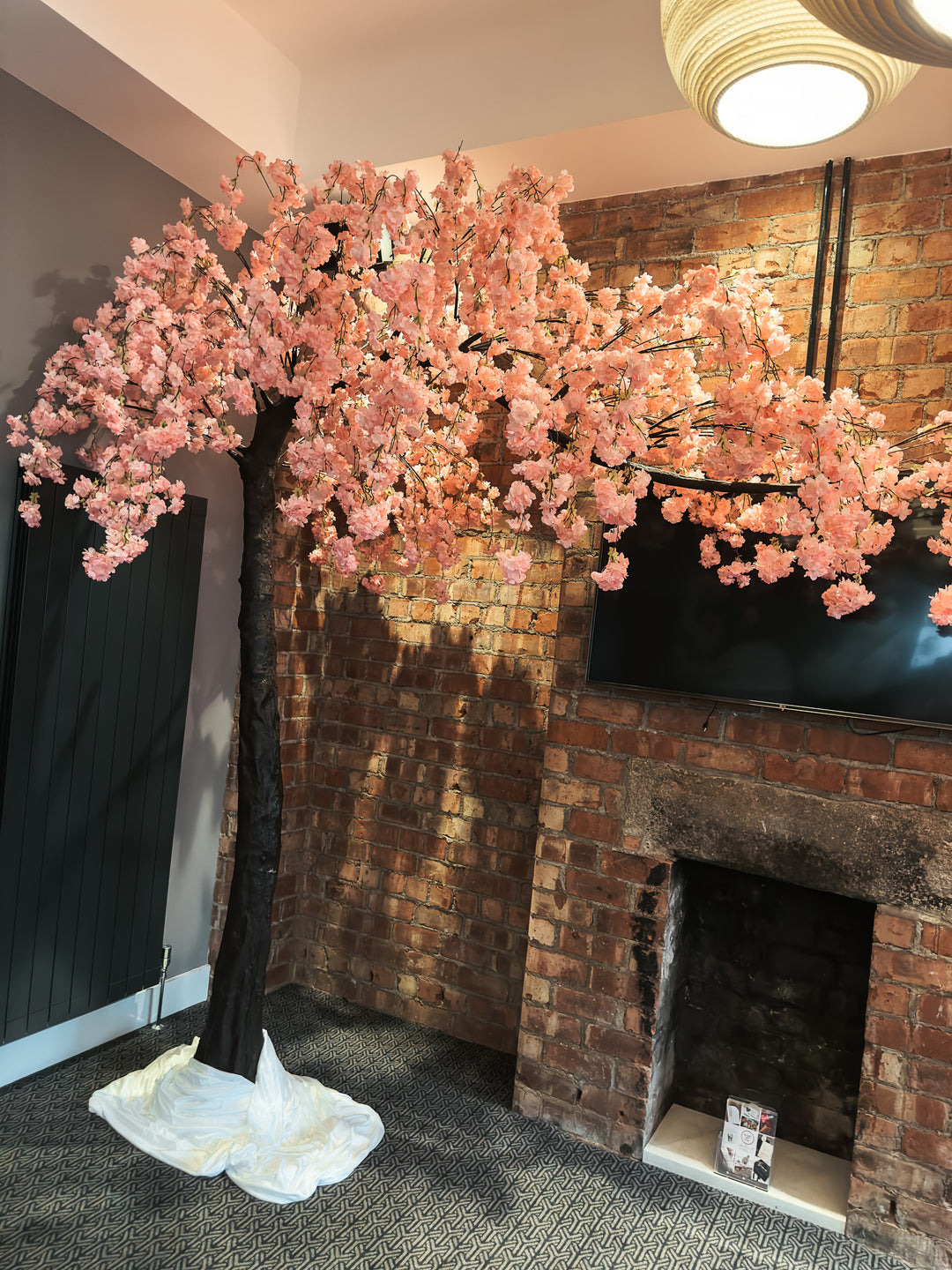 Rental - Tree - 3.1m Canopy Weeping Pink Cherry Blossom